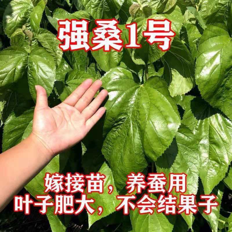 正宗海宁嫁接桑树苗青苗强桑1号农桑14号养蚕桑苗