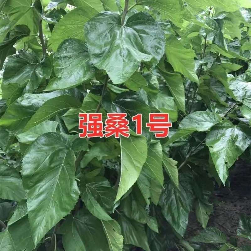 正宗海宁嫁接桑树苗青苗强桑1号农桑14号养蚕桑苗