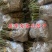 正宗海宁嫁接桑树苗青苗强桑1号农桑14号养蚕桑苗