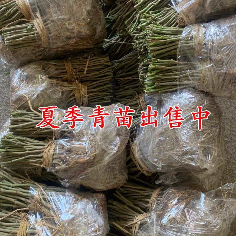 正宗海宁嫁接桑树苗青苗强桑1号农桑14号养蚕桑苗