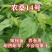 正宗海宁嫁接桑树苗青苗强桑1号农桑14号养蚕桑苗