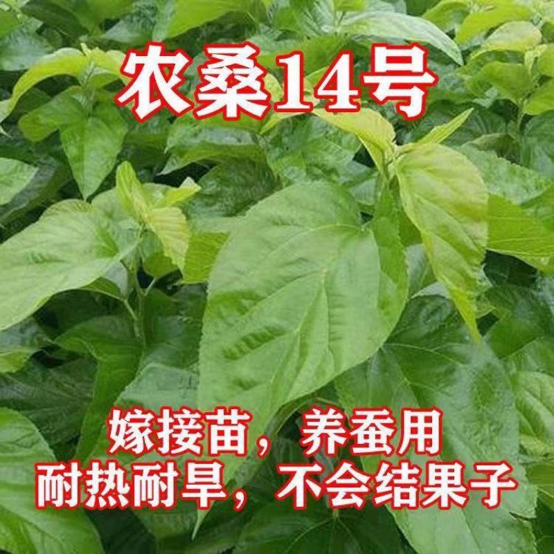 正宗海宁嫁接桑树苗青苗强桑1号农桑14号养蚕桑苗