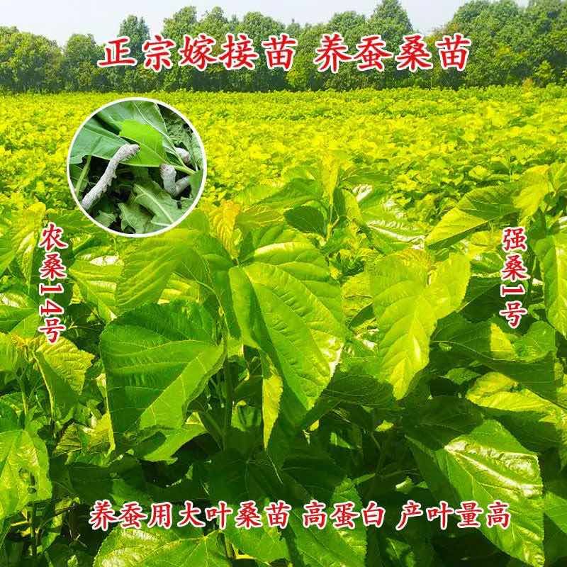 正宗海宁嫁接桑树苗青苗强桑1号农桑14号养蚕桑苗