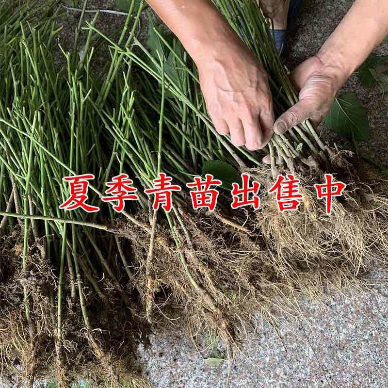 正宗海宁嫁接桑树苗青苗强桑1号农桑14号养蚕桑苗