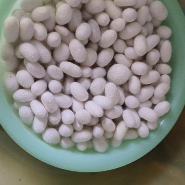蚕茧