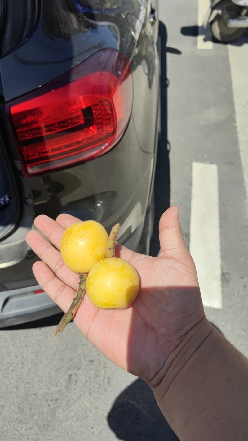 精品枇杷