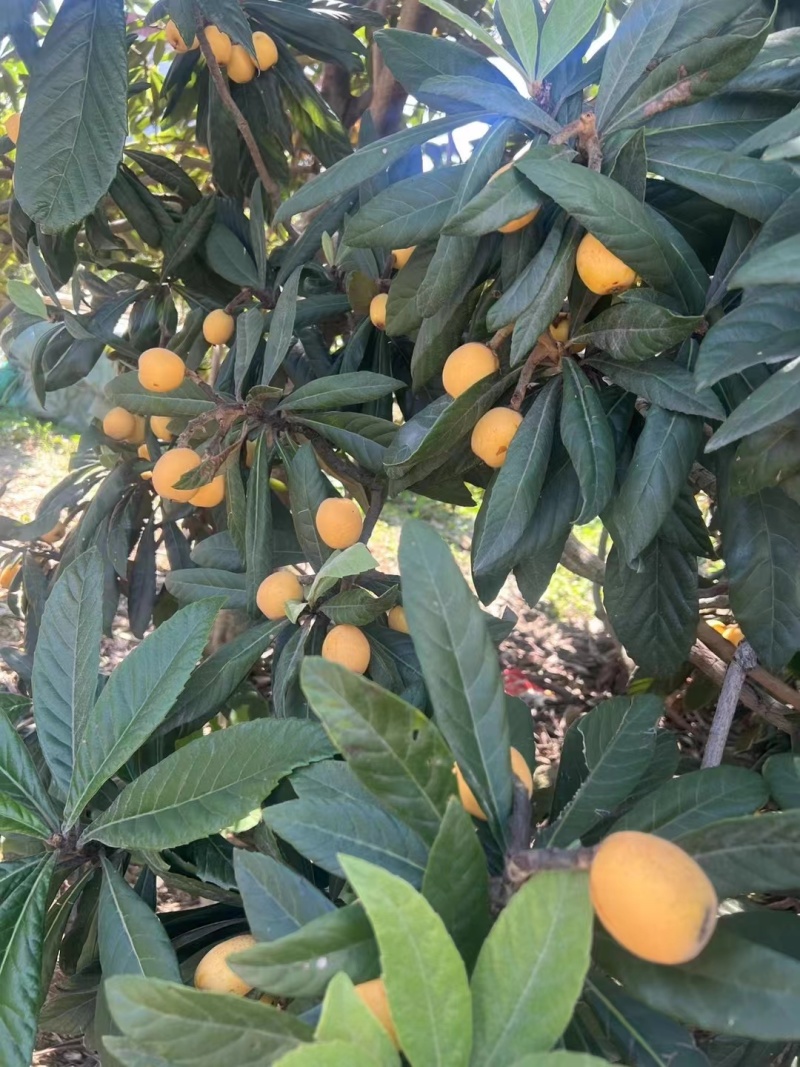 精品枇杷