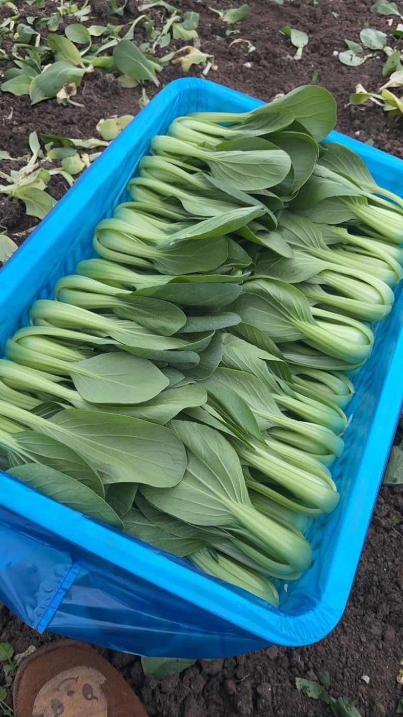 精品小油菜，上海青🥬