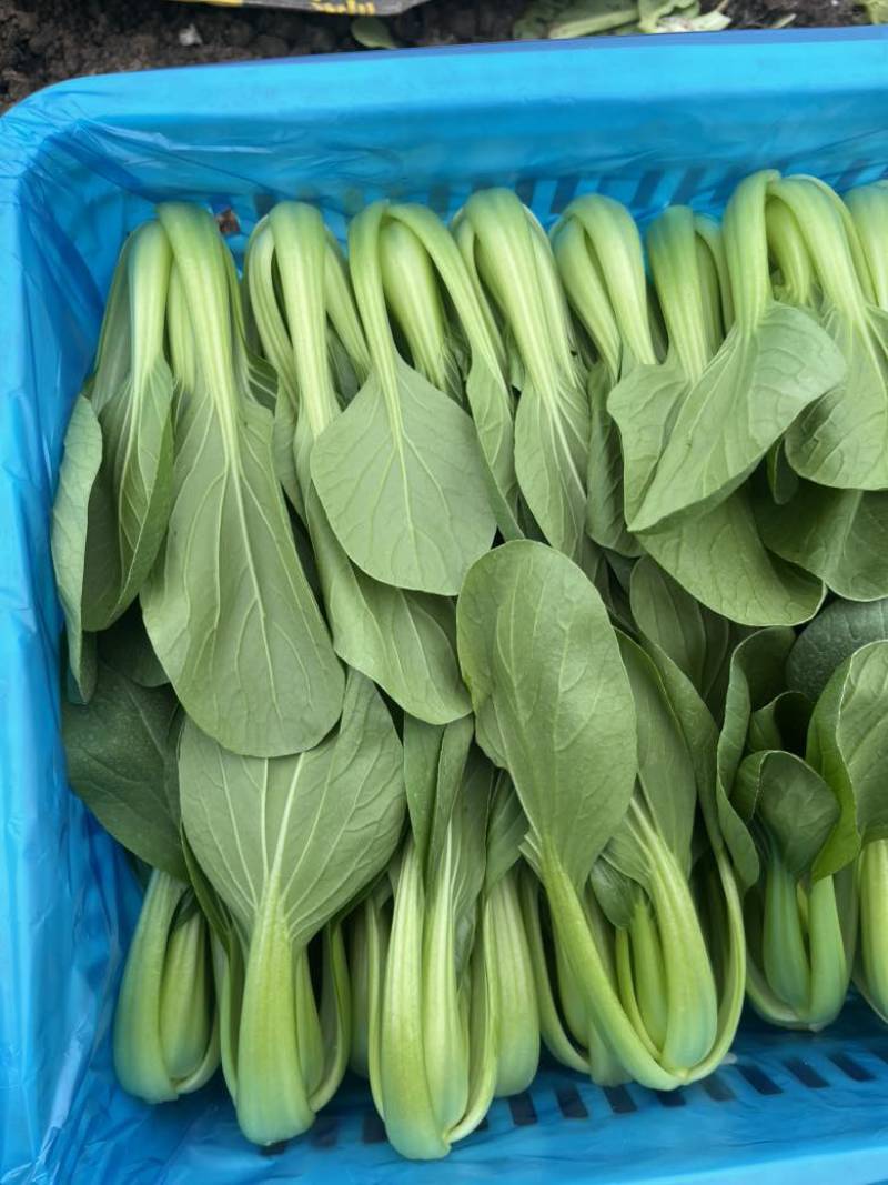 精品小油菜，上海青🥬