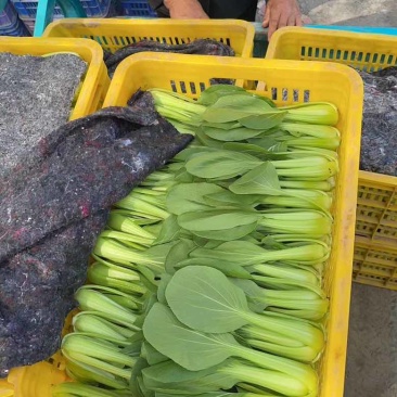 精品小油菜，上海青🥬