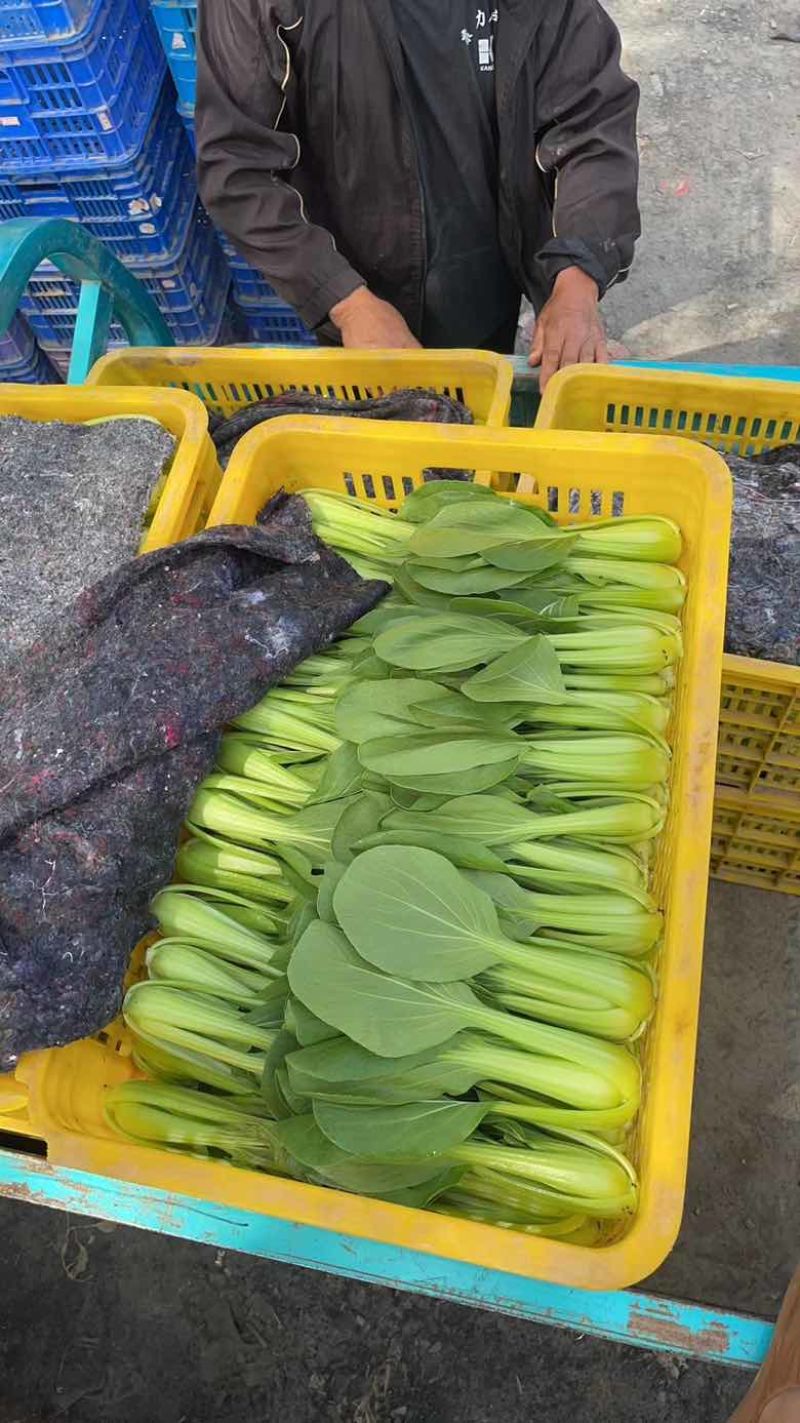 精品小油菜，上海青🥬