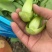精品小油菜，上海青🥬