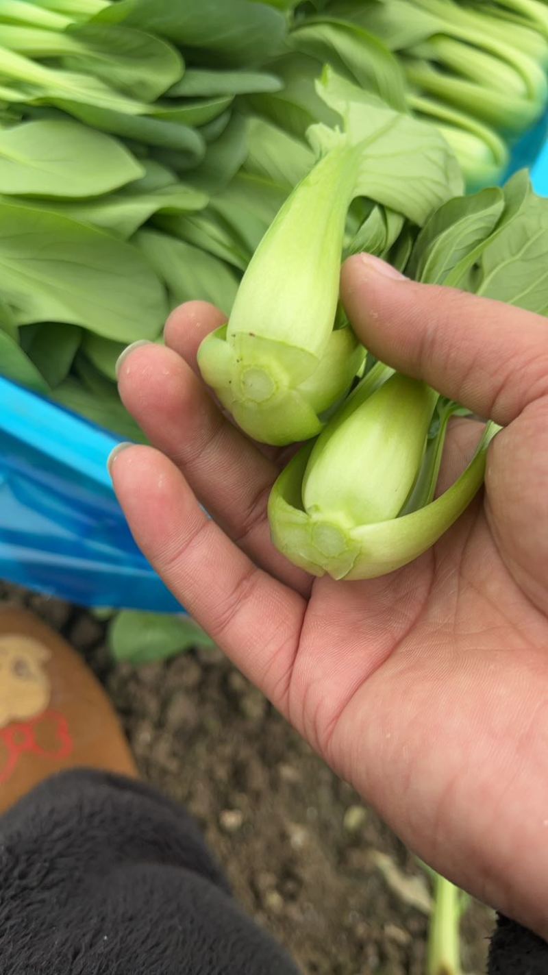 精品小油菜，上海青🥬