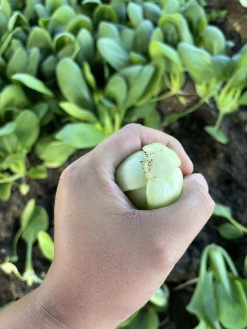 精品小油菜，上海青🥬