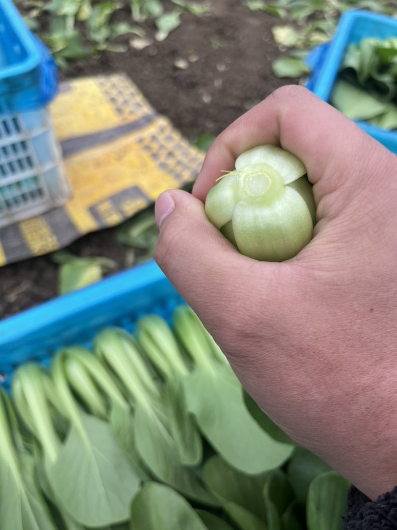 精品小油菜，上海青🥬