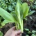 精品小油菜，上海青🥬