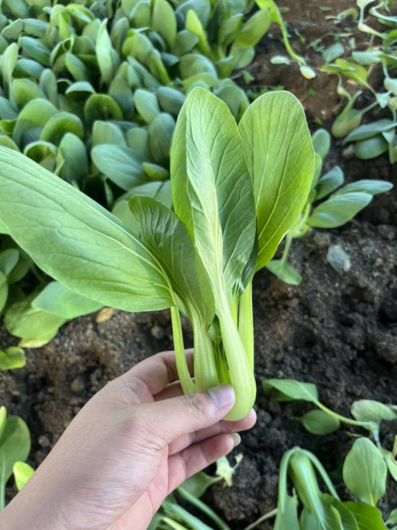 精品小油菜，上海青🥬