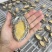 速冻鲍鱼活鲍鱼加工工厂直发全规格支持贴牌加工