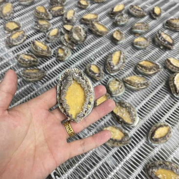 速冻鲍鱼活鲍鱼加工工厂直发全规格支持贴牌加工