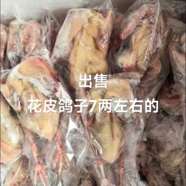 花皮鸽子7两左右的