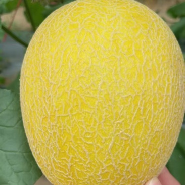 4244