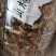 各种野生寄生