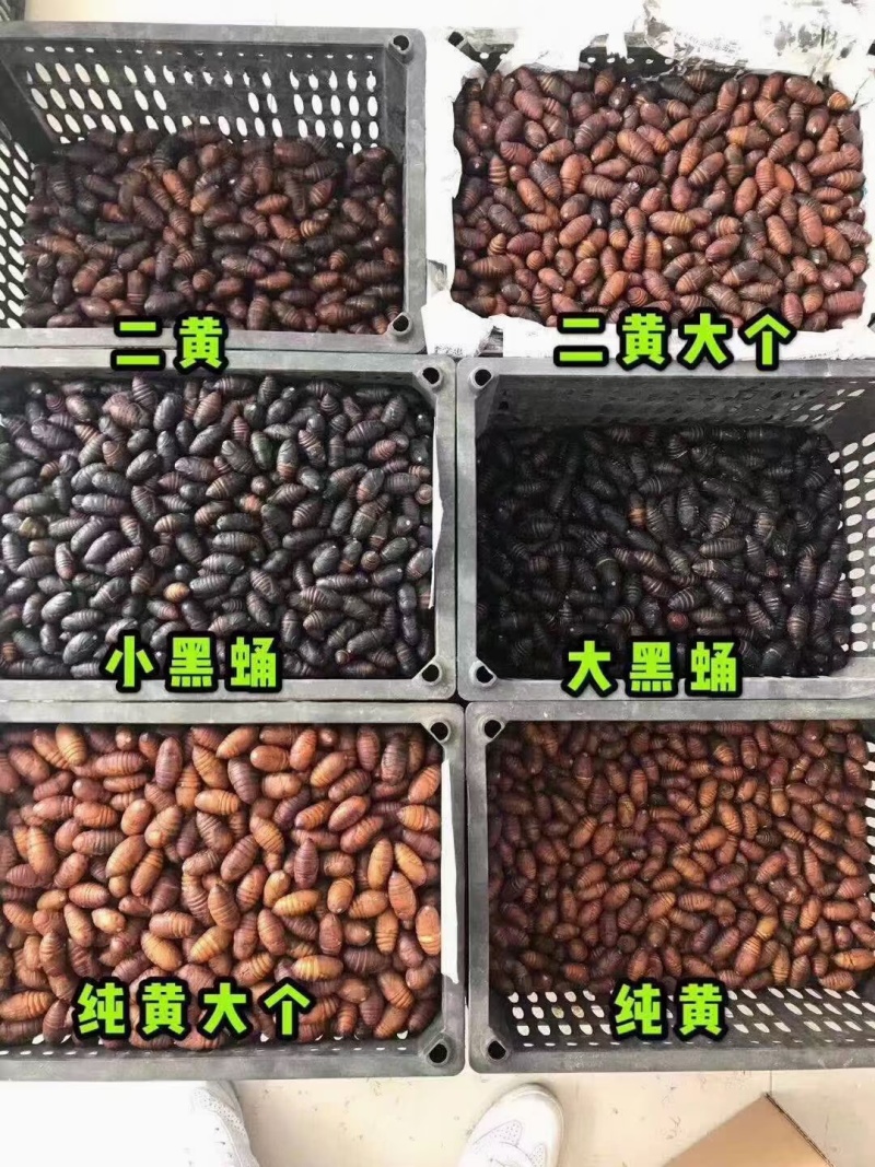 西丰柞蚕蛹