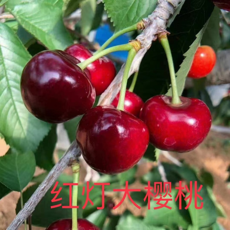 辽宁大连旅顺铁山大樱桃