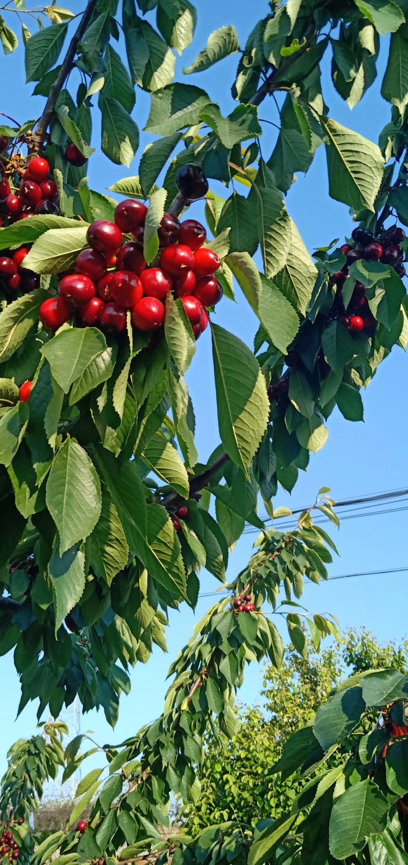 辽宁大连旅顺铁山大樱桃