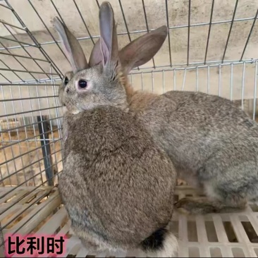 比利时活兔12.5一斤