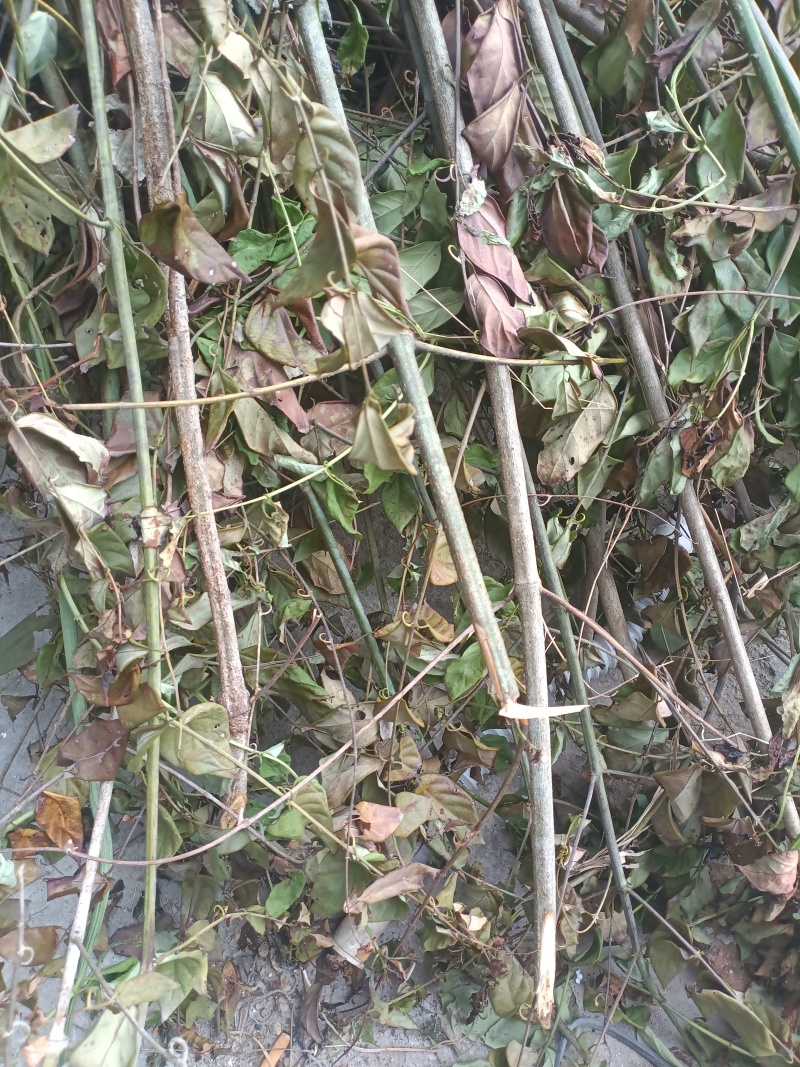 中药材