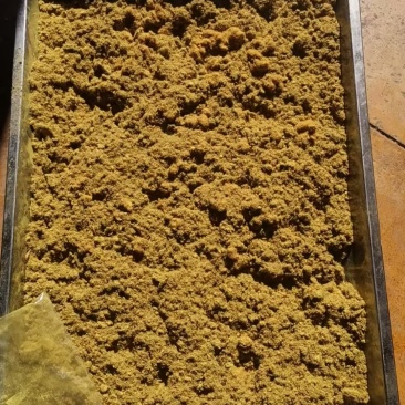 中草药蒲黄