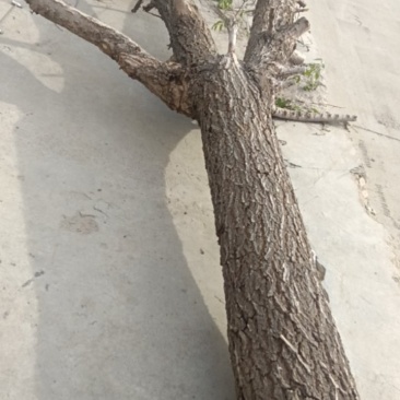 卖榆树