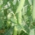 豌豆