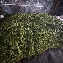 瓠瓜瓠瓜夜开花大量有货袋装泡沫箱装