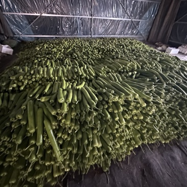 瓠瓜瓠瓜夜开花大量有货袋装泡沫箱装