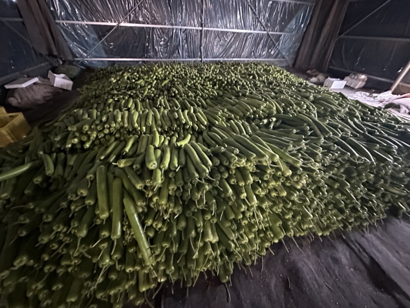 瓠瓜瓠瓜夜开花大量有货袋装泡沫箱装