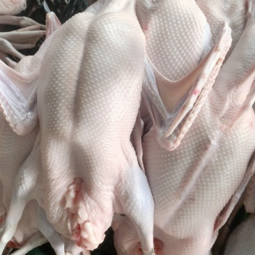 正宗黑棕鹅，妙龄乳鸽