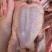 正宗黑棕鹅，妙龄乳鸽