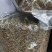 金沙牛【地牯牛，倒退牛，金沙牛】，活体，干货，