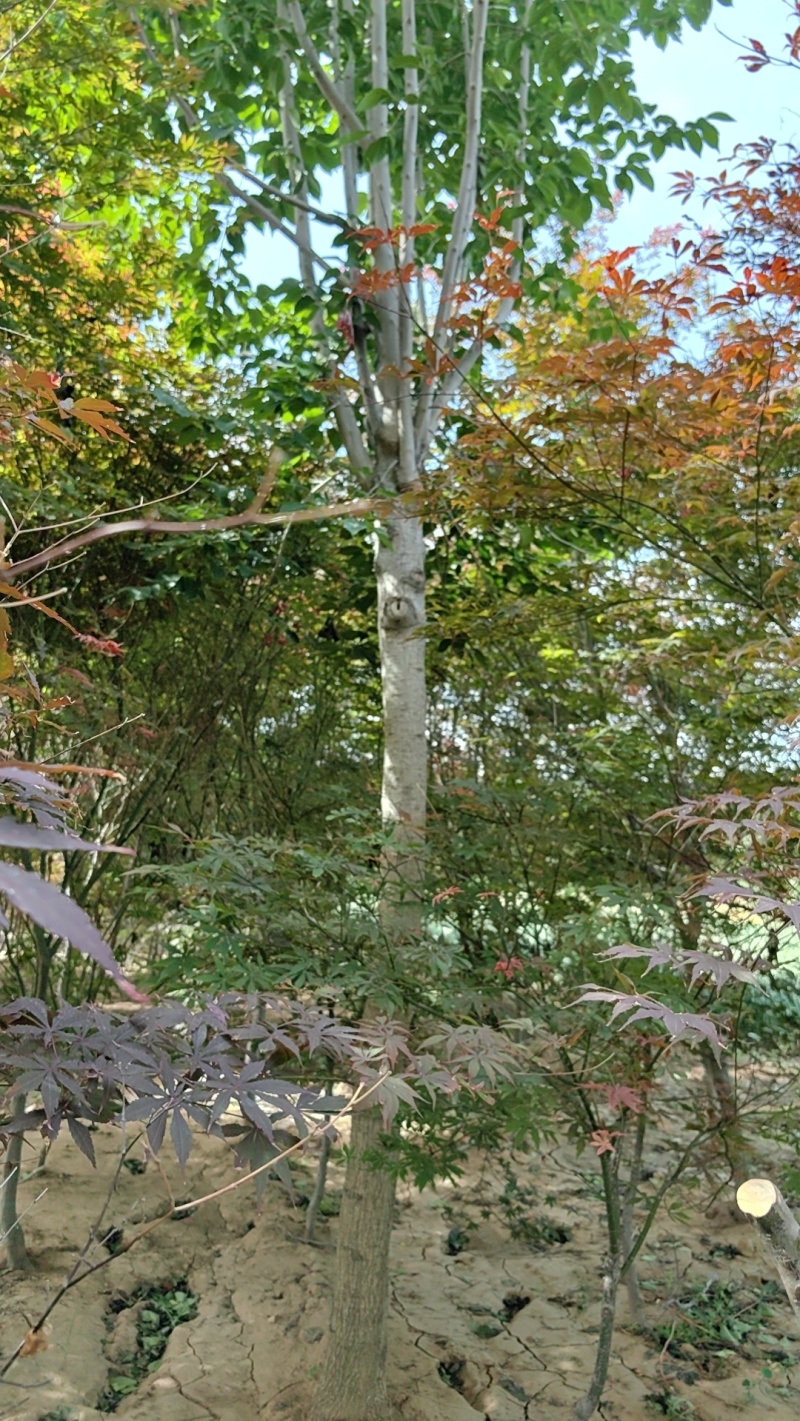 杜仲树