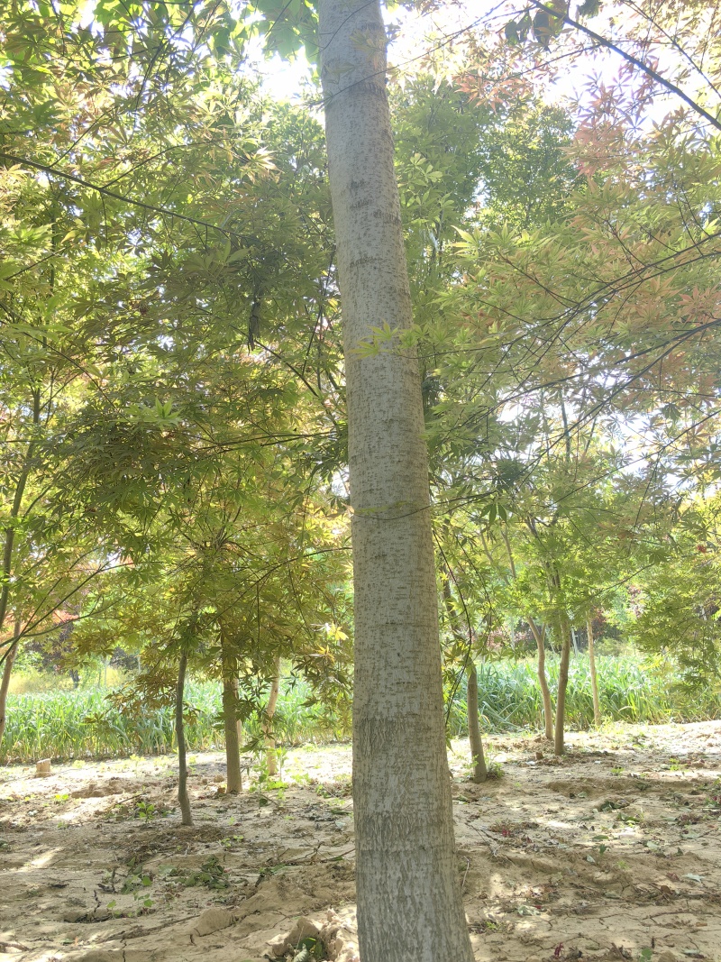 杜仲树