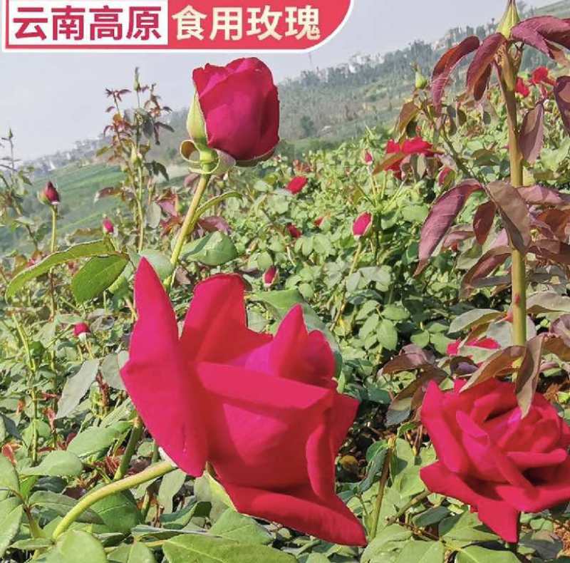 云南丽江产地直发，量大从优，欢迎选购