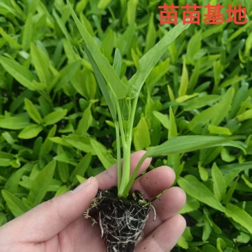 批发三叉空心菜苗