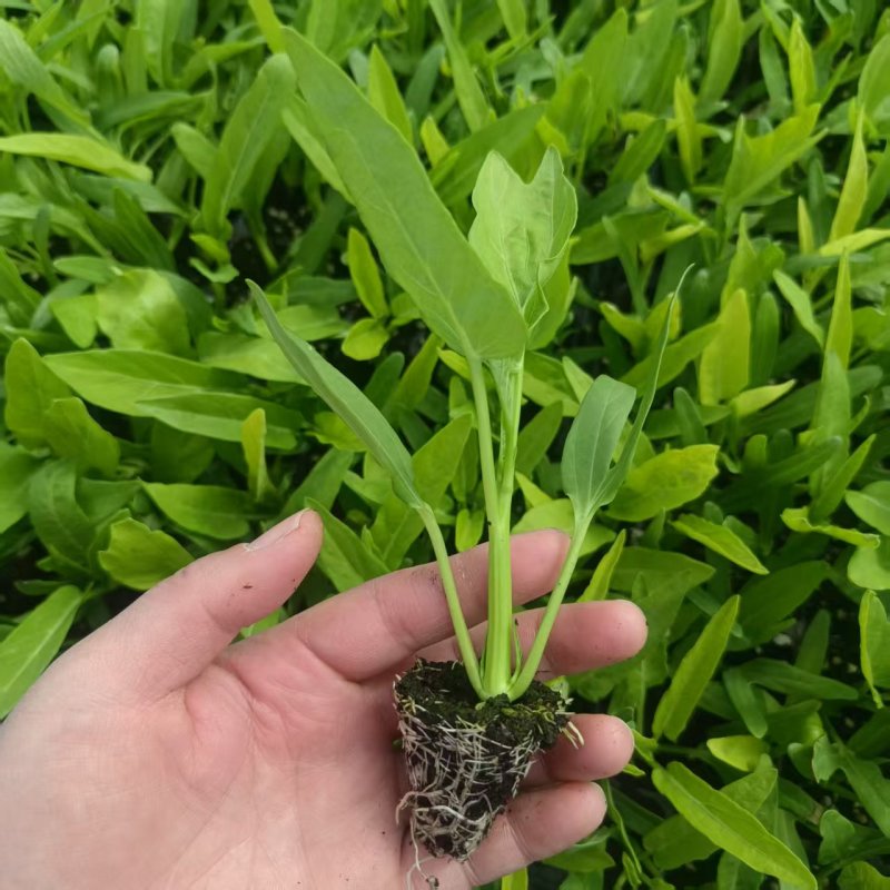 批发三叉空心菜苗