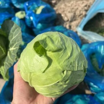 精品橄榄