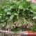 东北红杆大叶芹山野菜产地直发质量保证现买现拔