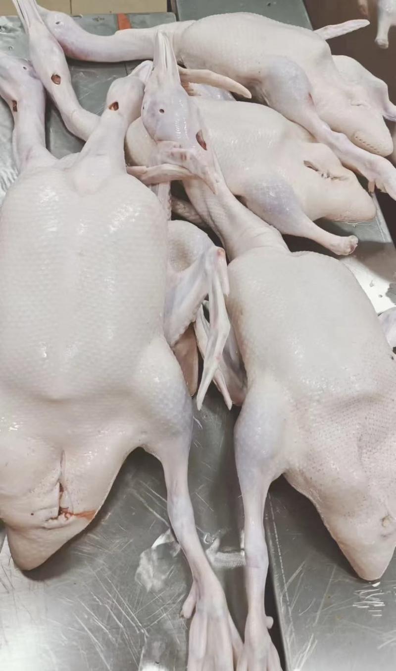 一级二级各种白条各种鸭件鸭头鸭舌牙齿