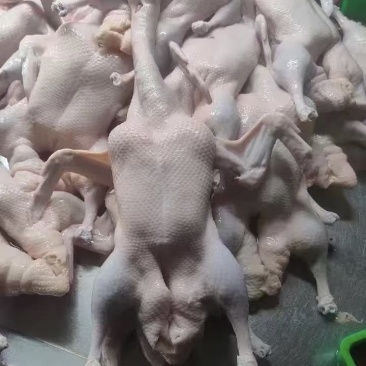各种白条一级二级各种鸭货鸭舌鸭件