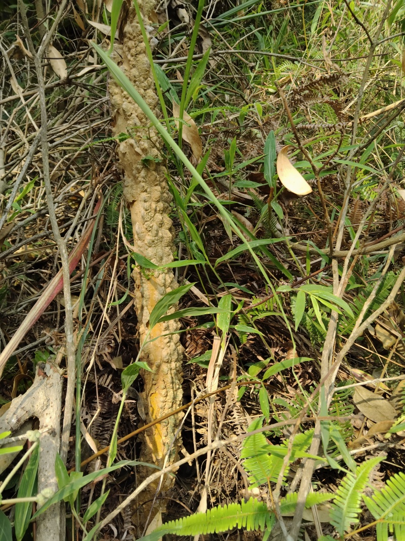 飞龙掌血（野生，年龄大，上头已被砍！下木根还在，已发芽）